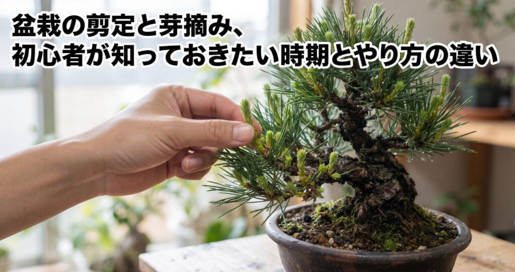 盆栽の剪定と芽摘みの記事アイキャッチ、松の盆栽の新芽を指先でつまむ手元の写真に「盆栽の剪定と芽摘み、初心者が知っておきたい時期とやり方の違い」というタイトル文字を白フチ付きの太いゴシック体で焼き込んだ画像