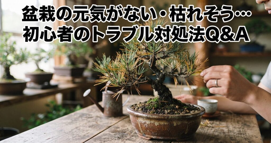 盆栽の元気がない・枯れそう…初心者のトラブル対処法Q&Aのアイキャッチ画像
