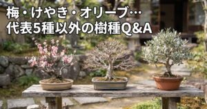 梅・けやき・オリーブなど代表5種以外の樹種Q&Aのアイキャッチ画像