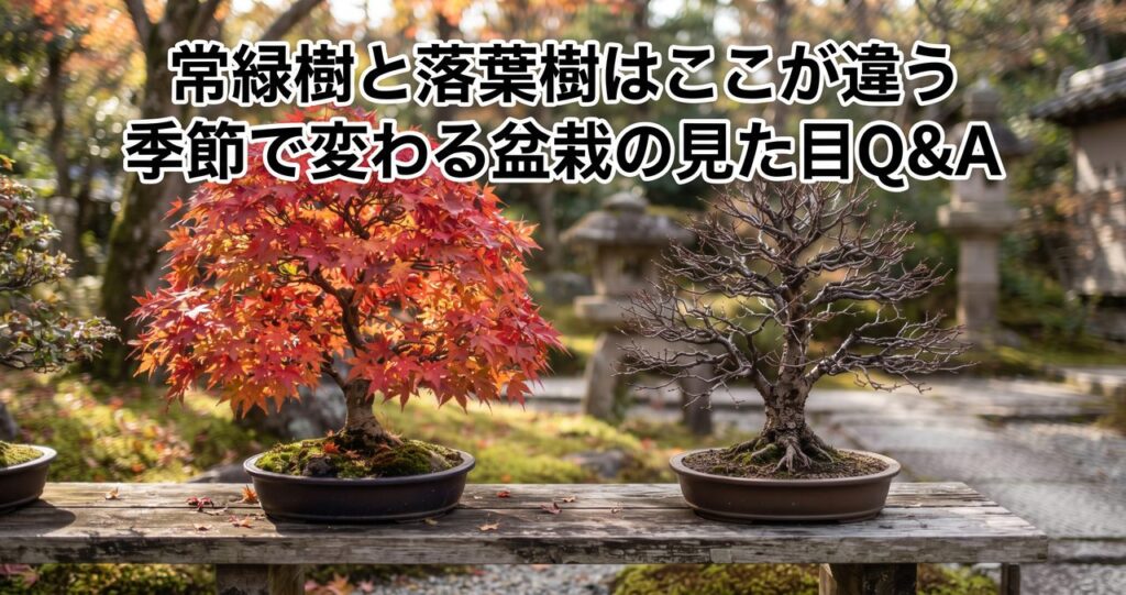 常緑樹と落葉樹、季節で変わる盆栽の見た目Q&Aのアイキャッチ画像