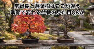 常緑樹と落葉樹、季節で変わる盆栽の見た目Q&Aのアイキャッチ画像