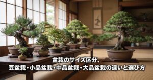 盆栽のサイズ区分、豆盆栽・小品盆栽・中品盆栽・大品盆栽の違いと選び方を表したアイキャッチ画像、和室風の空間に小さな豆盆栽から大きな大品盆栽まで手前から奥へサイズ順に並べた様子