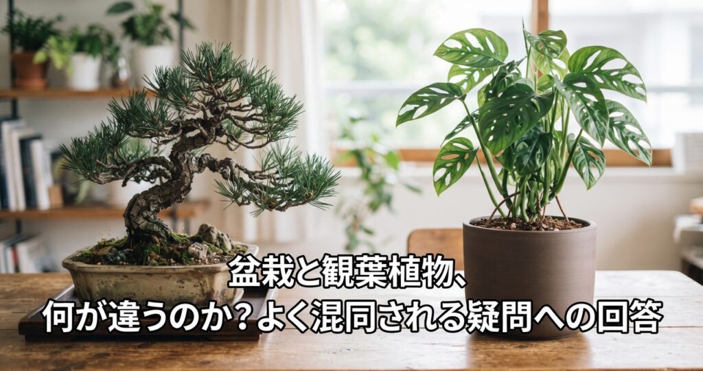 盆栽と観葉植物の違いをテーマにしたアイキャッチ画像、木製テーブルの上に左に浅い鉢の松の盆栽、右に深い鉢のモンステラの観葉植物を並べて対比した様子