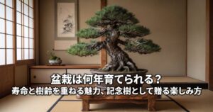 盆栽の樹齢と寿命の魅力をテーマにしたアイキャッチ画像、和室風の空間に根元が太く幹が先端に向かって細くなる古木らしい風格の松の盆栽を配置した様子